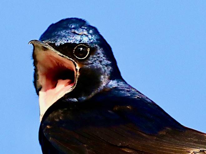 Progne subis-male chirping by Peterwchen is licensed under CC BY-SA 4.0.